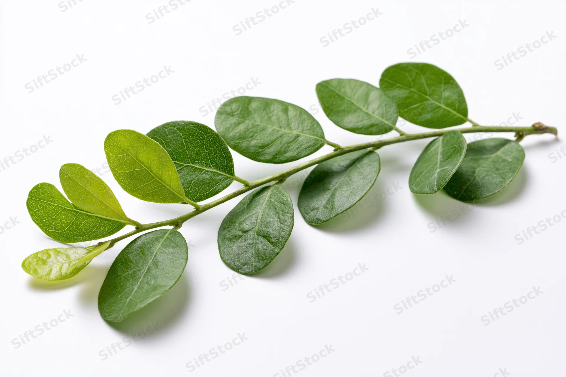 A small green leafy branch with oval leaves arranged along a stem on a white background
