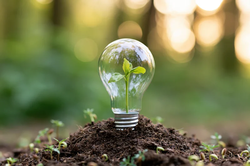 A seedling growing inside a clear glass lightbulb placed on soil in a forest setting