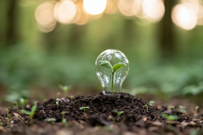 Small green seedling growing inside a clear glass lightbulb in forest soil with blurred bokeh lights behind