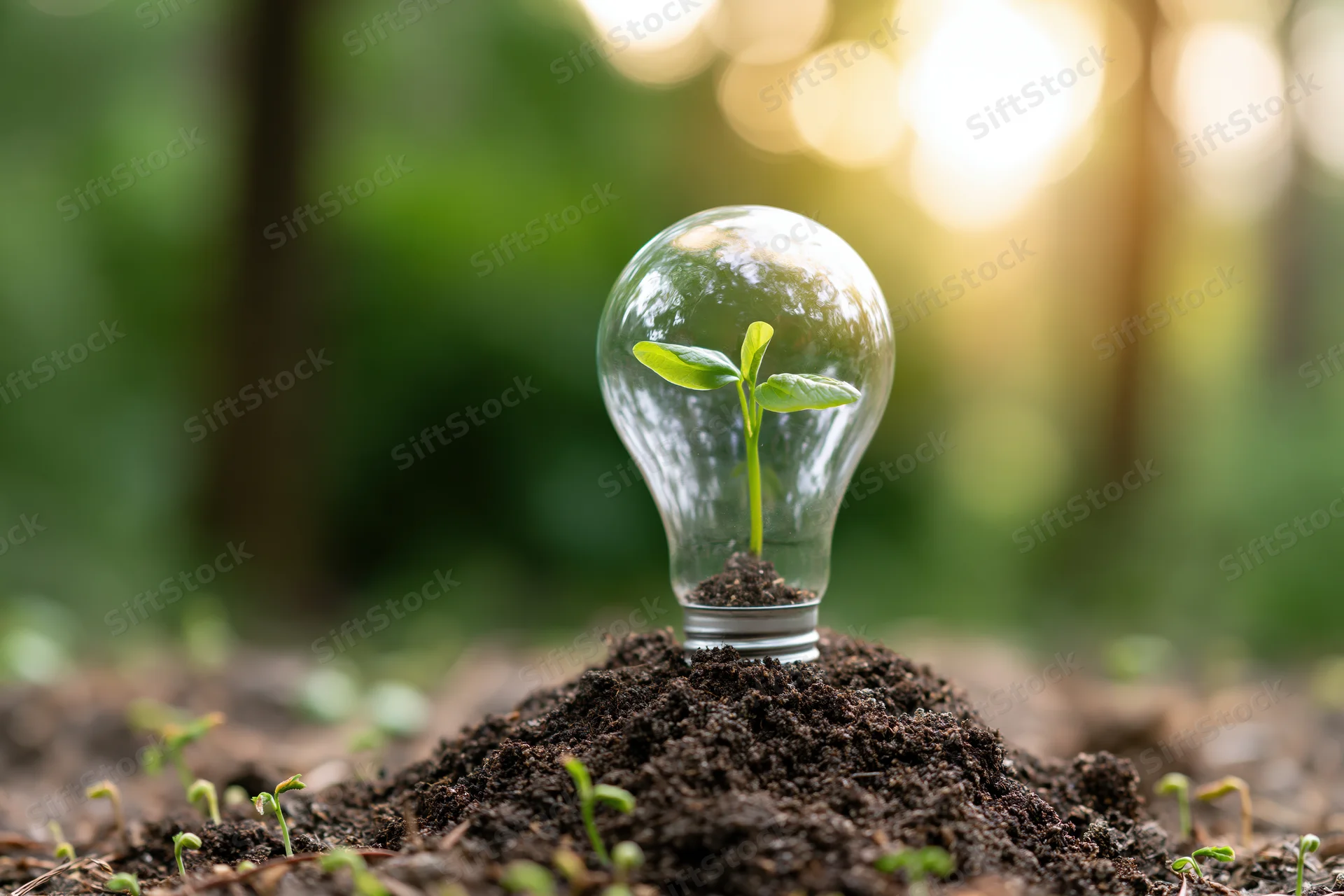 A seedling growing inside a clear glass lightbulb placed on soil in a forest setting
