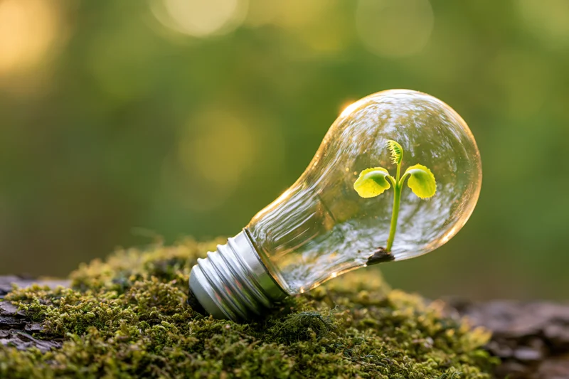 A seedling growing inside a clear glass lightbulb resting on mossy wood