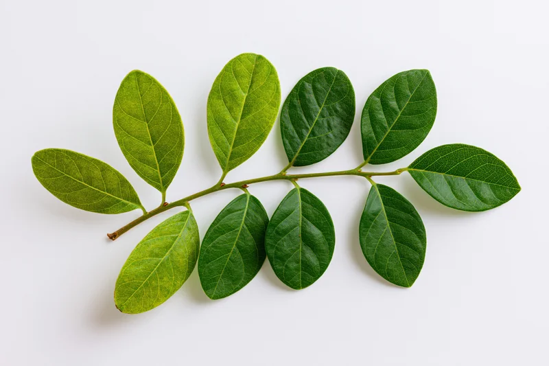 A small green branch with oval leaves arranged along a stem on a white surface