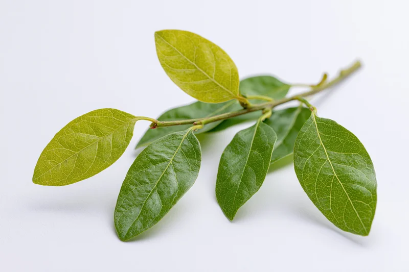 Small green branch with oval leaves on white background