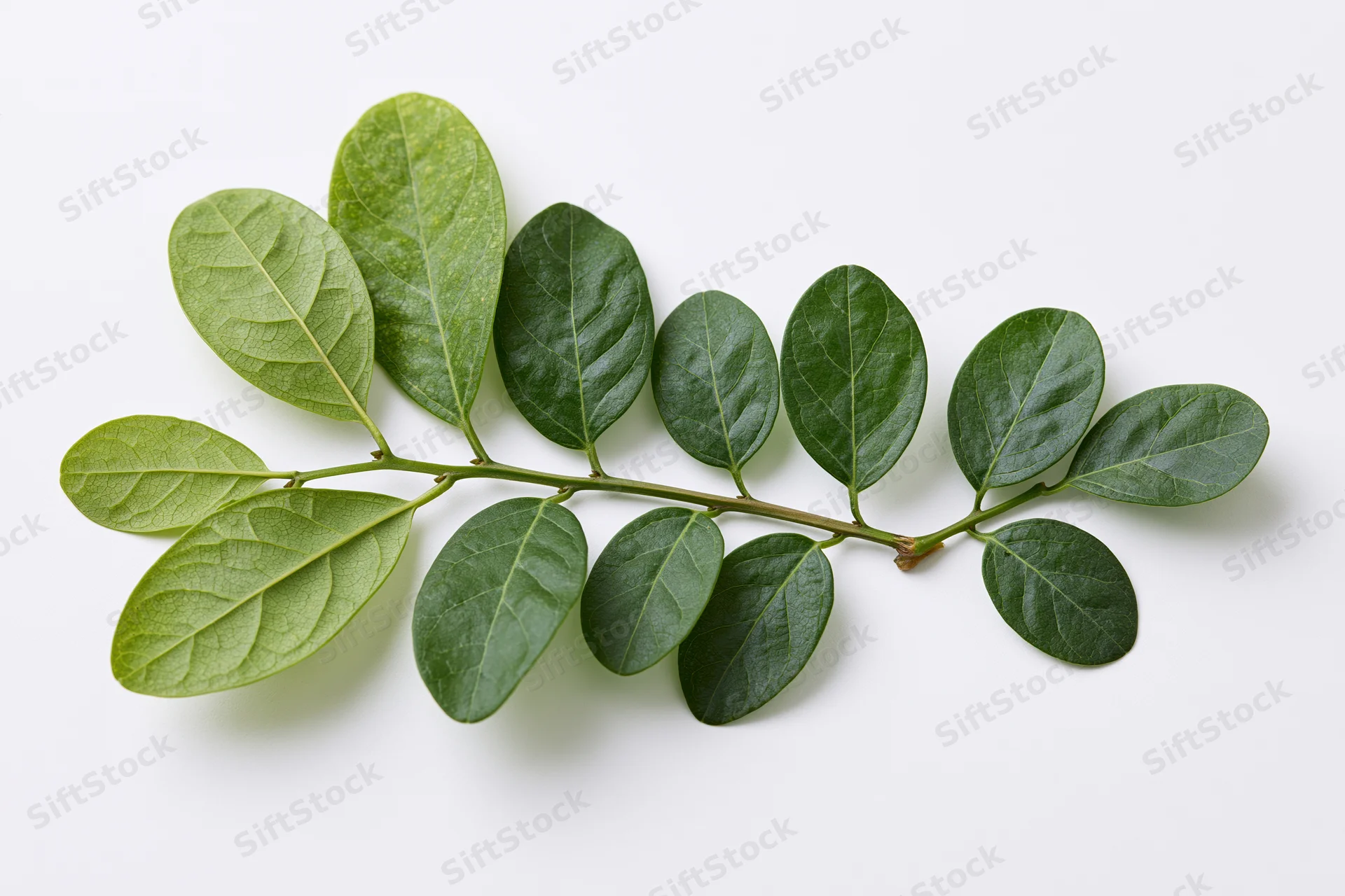 A small green branch with oval leaves arranged along a stem on a white background