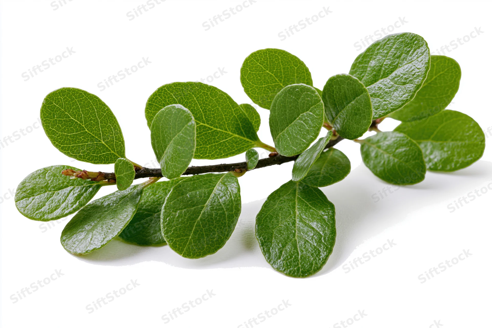 A small branch with fresh green oval leaves arranged on a white surface