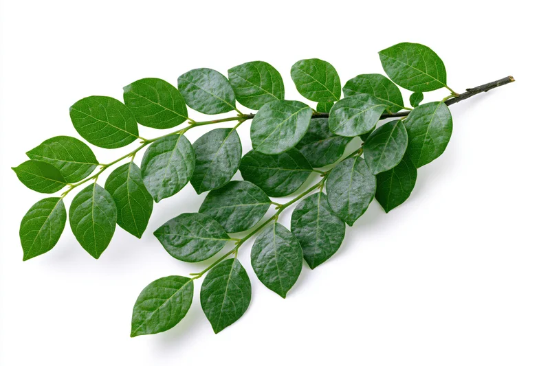 A small leafy plant branch with fresh green oval leaves on a white background