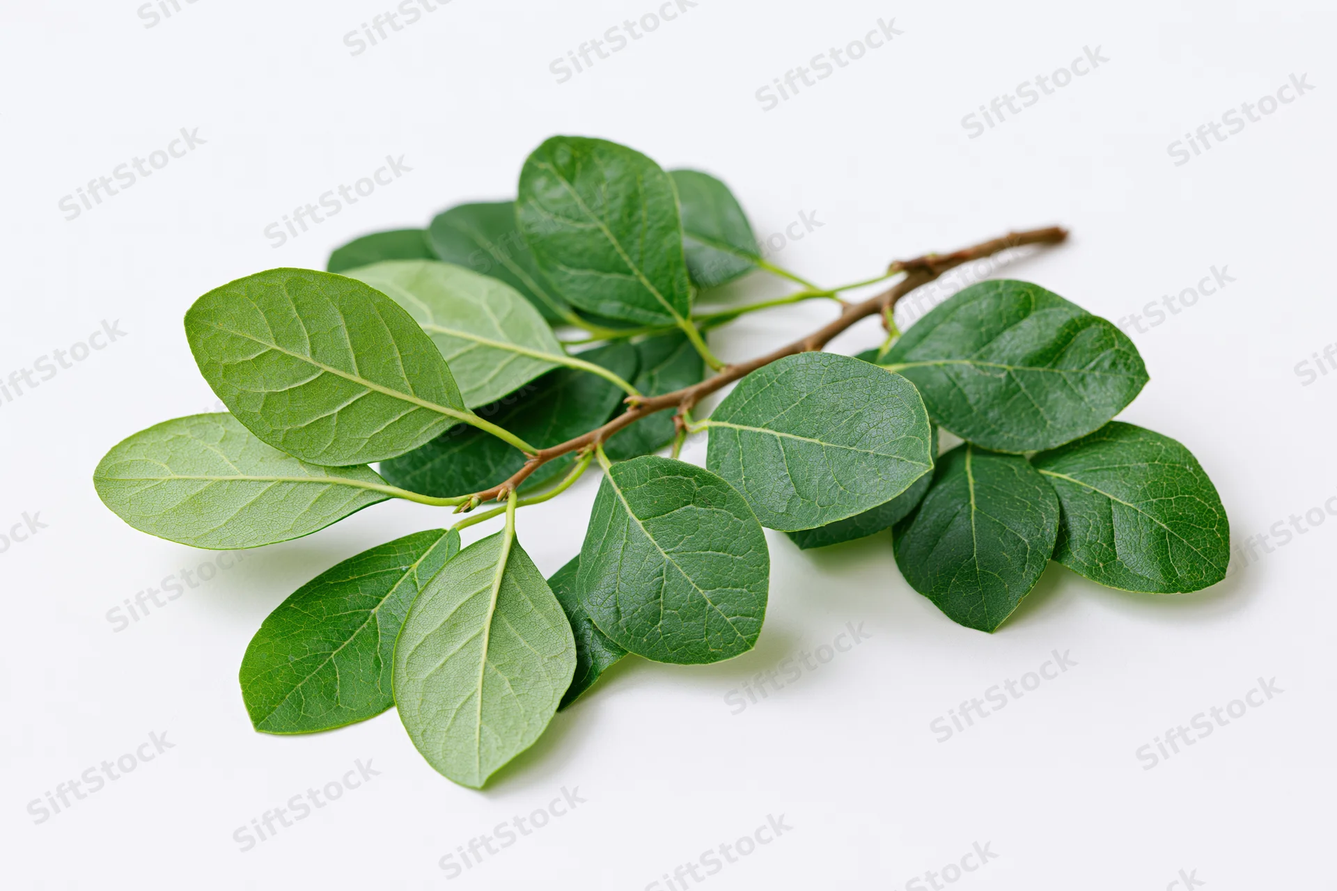 A small leafy tree branch with oval green leaves arranged on a white surface