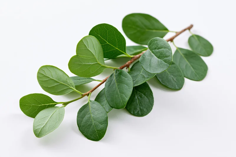 A small leafy tree branch with oval green leaves arranged on a white surface