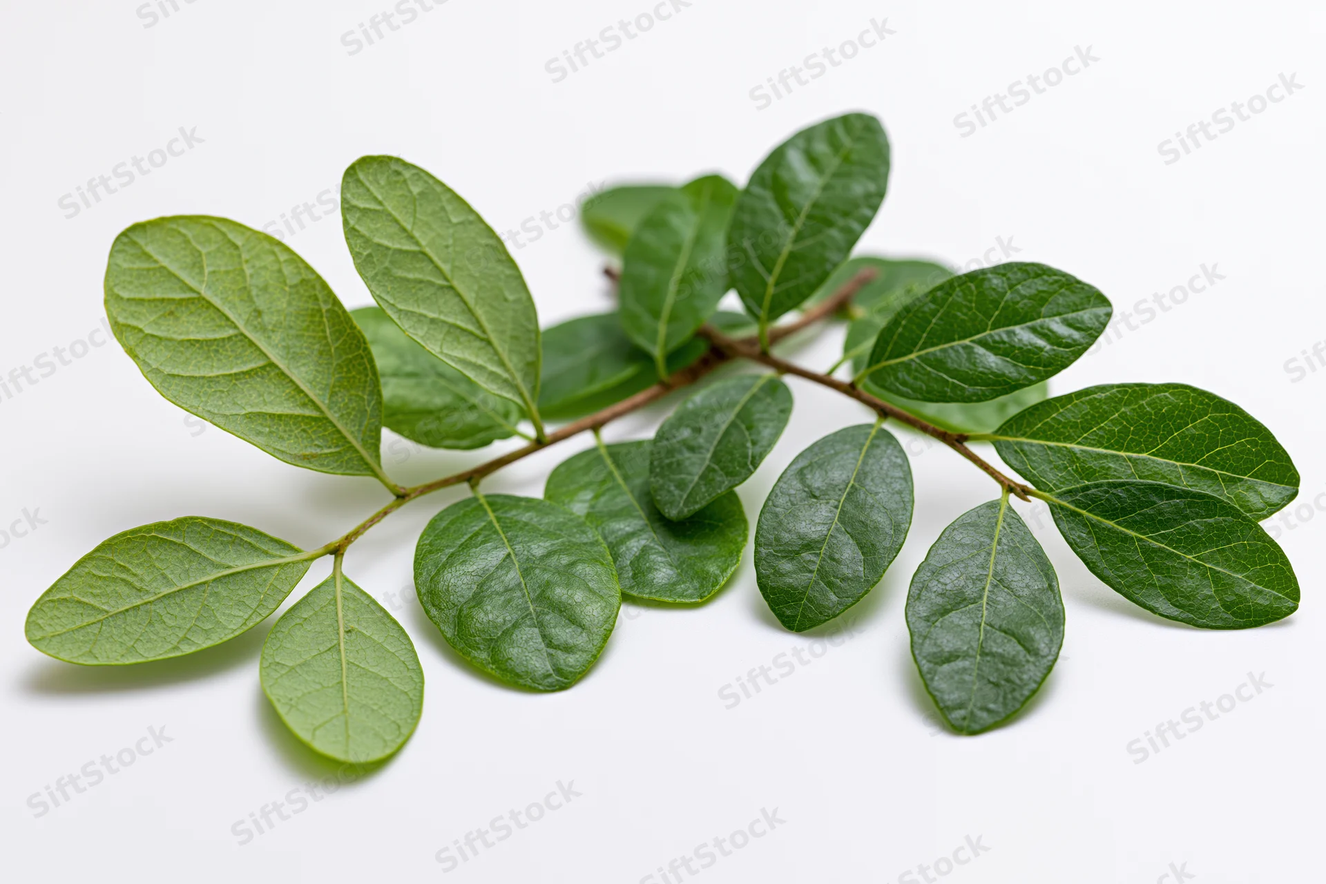 A small leafy tree branch with oval green leaves arranged on a white background