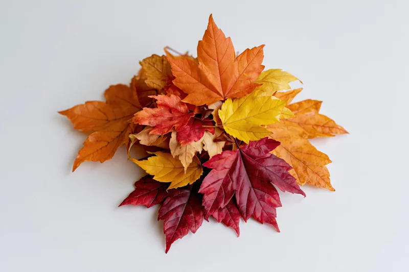 Pile of colorful autumn maple leaves arranged on white surface