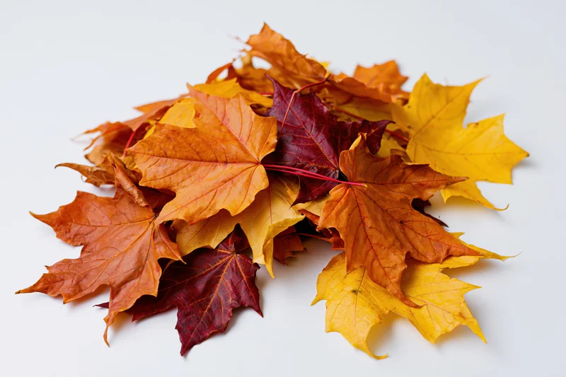 Pile of fallen maple leaves in autumn colors on white background
