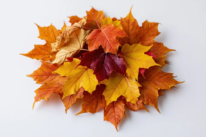 Pile of colorful autumn maple leaves arranged on white surface