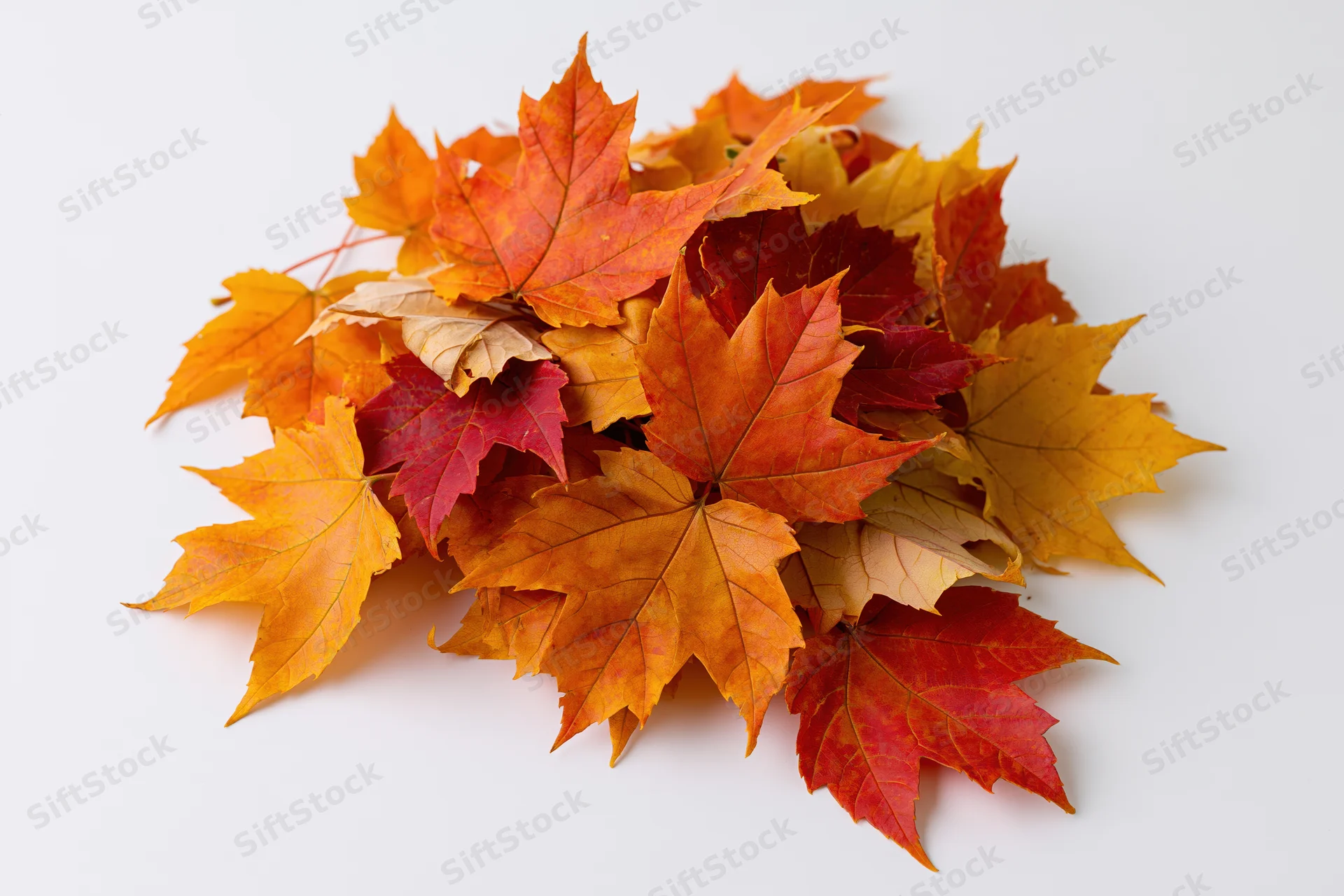 Pile of fallen autumn maple leaves in orange yellow and red on white background