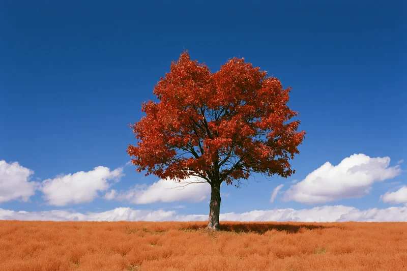 Solitary tree with heart-shaped red canopy in an open field under a blue sky with clouds