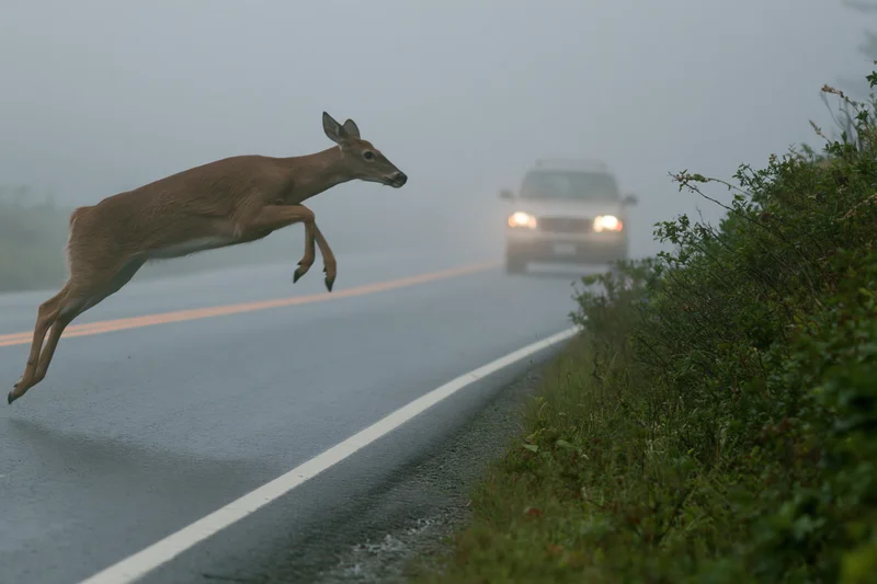 White-tailed deer mid-leap across wet road with approaching vehicle in fog