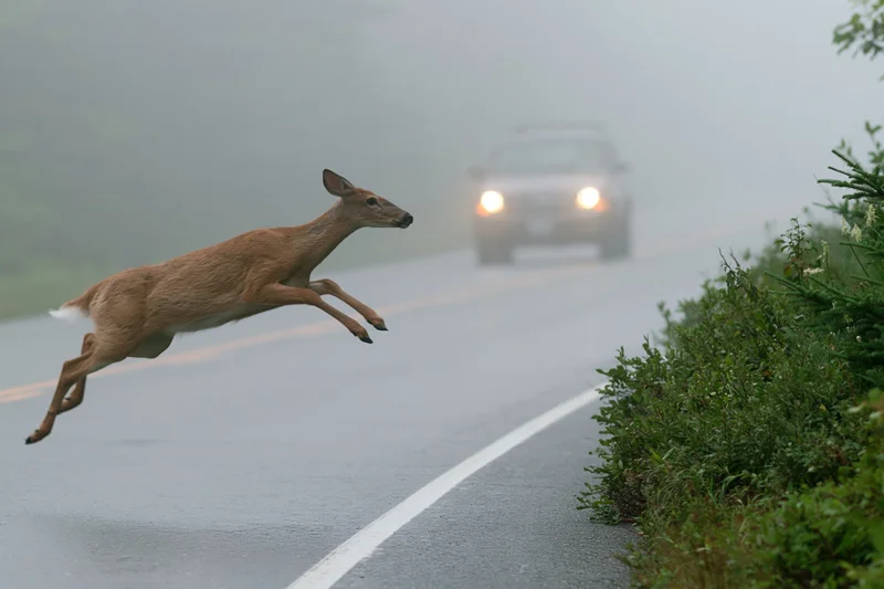 White-tailed deer mid-leap crossing a foggy road with approaching vehicle headlights visible in the distance