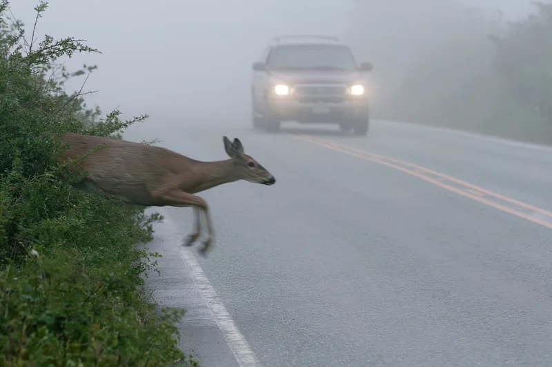 White-tailed deer mid-leap from roadside brush as truck approaches on foggy road