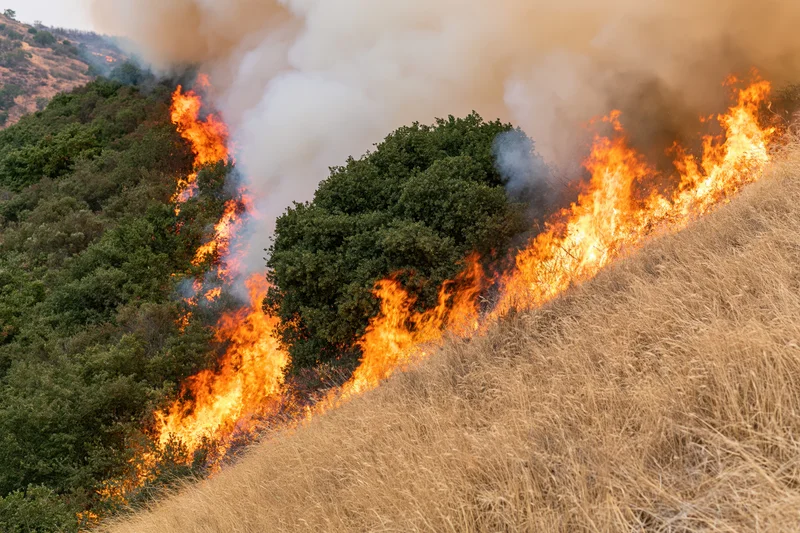 Wildfire burning across a steep hillside covered in dry grass and shrubs