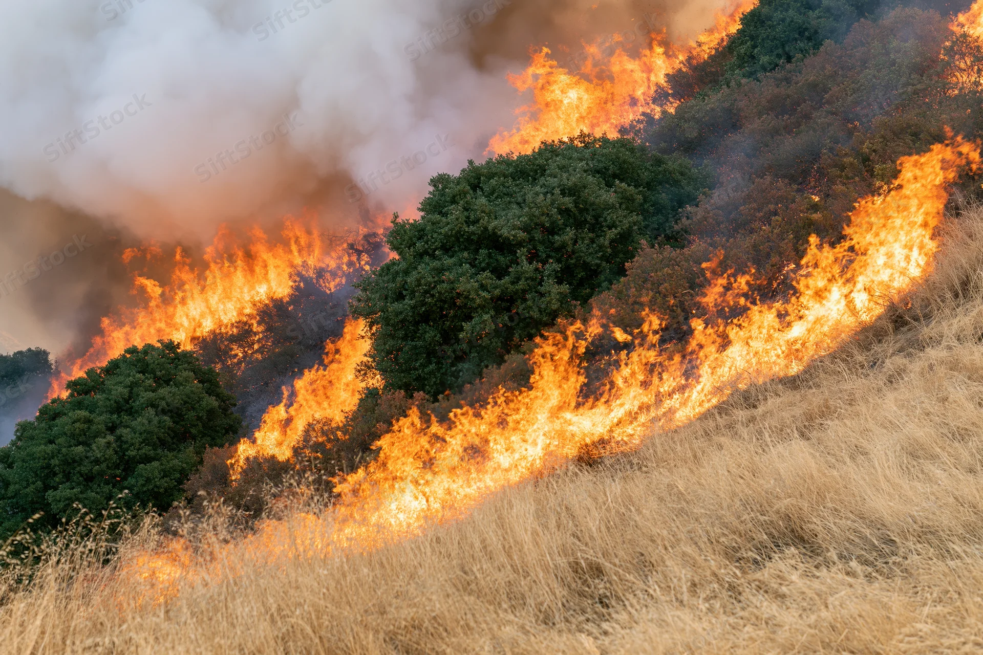 Wildfire burning across a steep hillside covered in dry grass and shrubs
