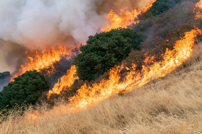 Wildfire burning across a steep hillside covered in dry grass and shrubs