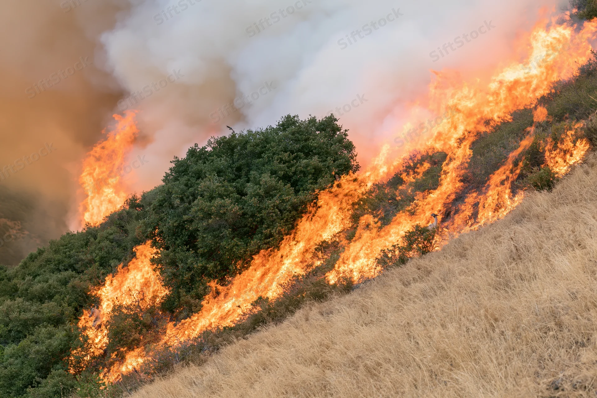 Wildfire burning across a steep hillside covered in dry grass and shrubs
