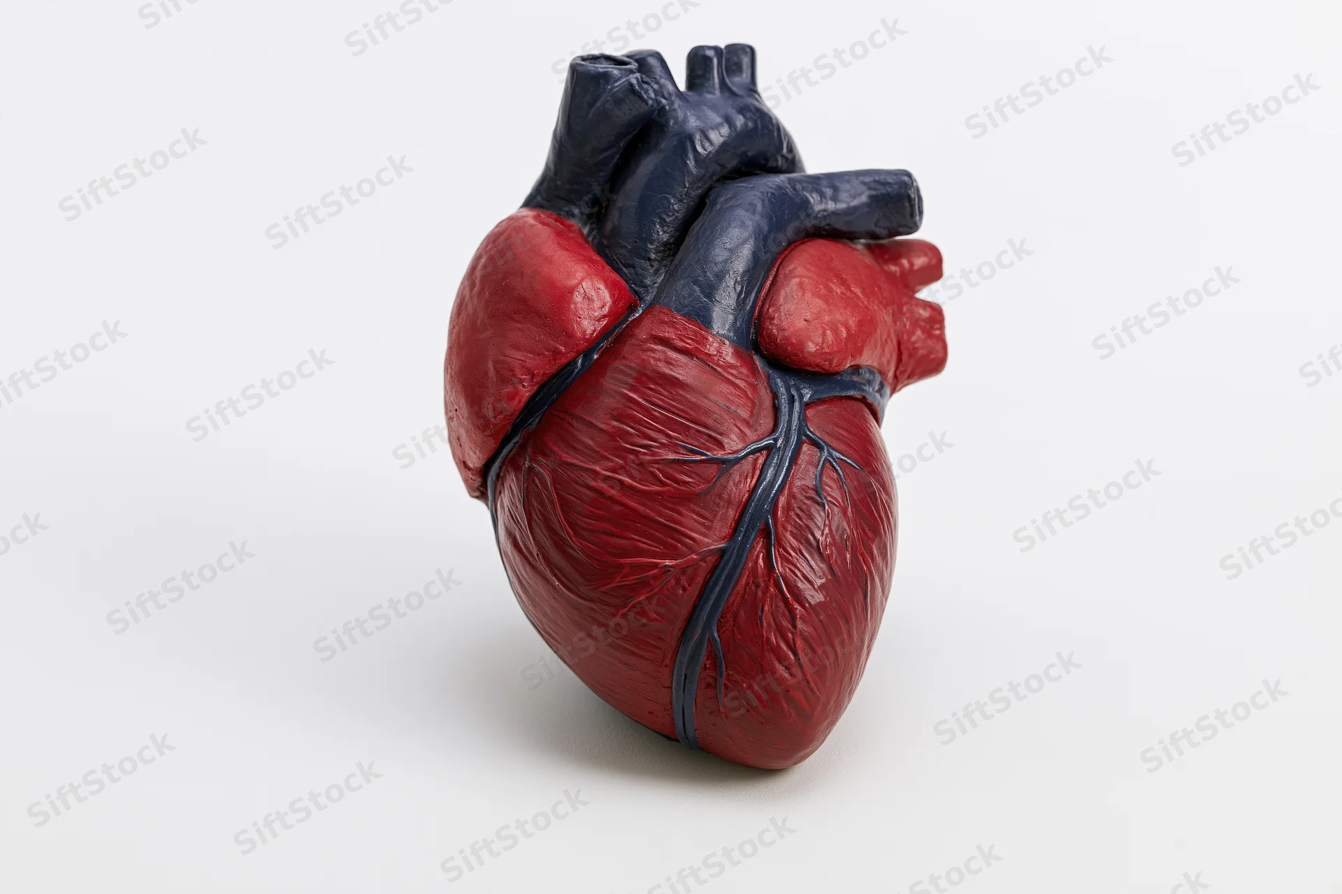 Anatomical human heart model on plain white background