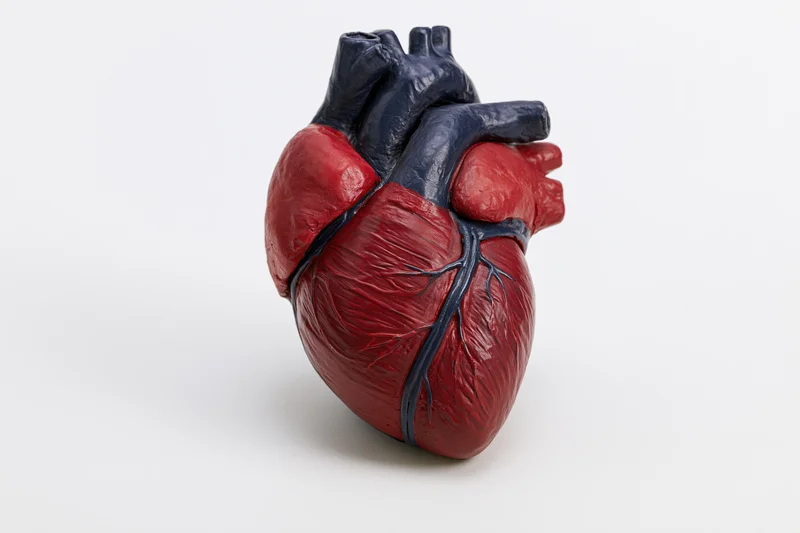 Anatomical human heart model on plain white background