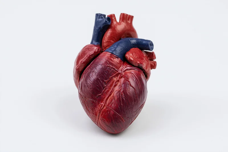 Anatomical human heart model on plain white background