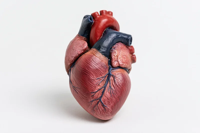 Anatomical human heart model displayed against a plain white background