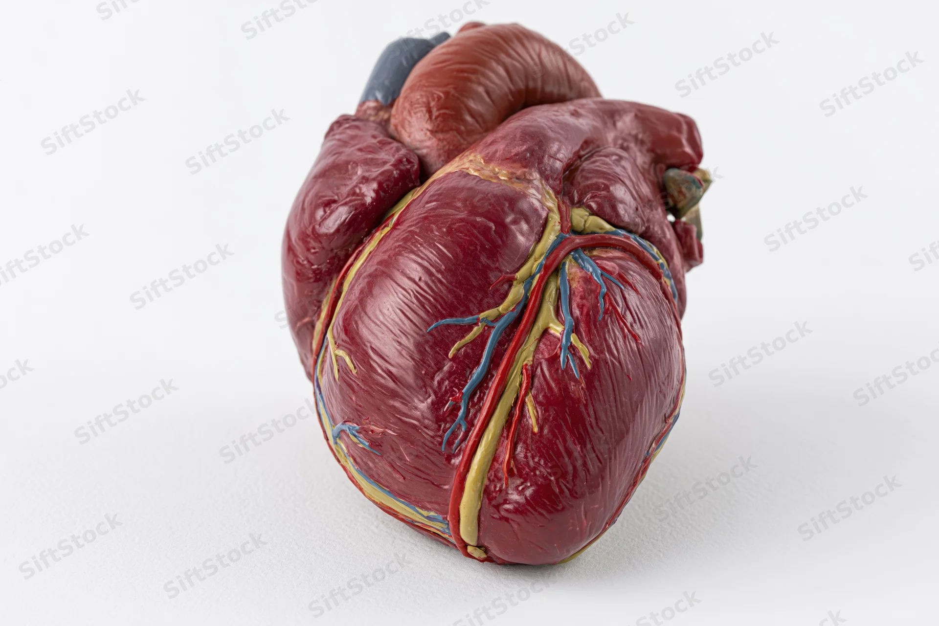 Anatomical human heart model on plain white background