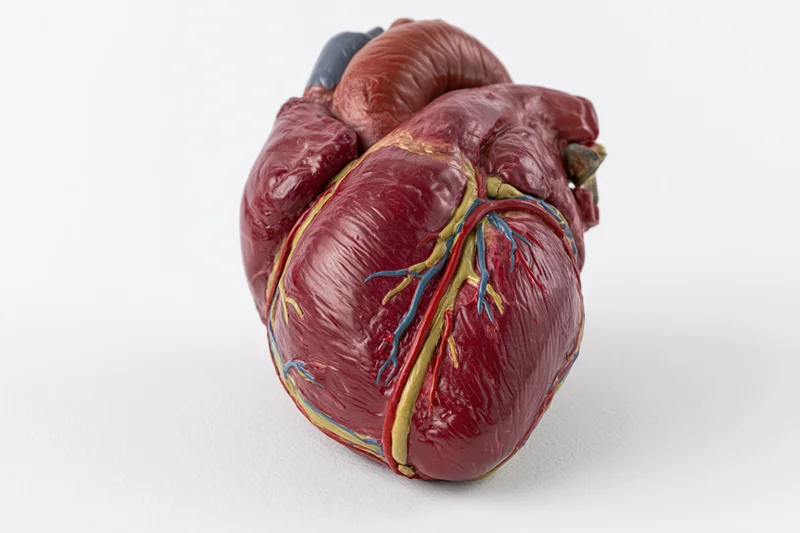 Anatomical human heart model on plain white background
