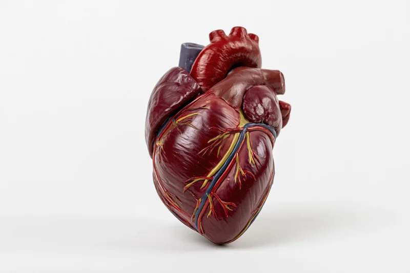 Anatomical human heart model isolated on white background