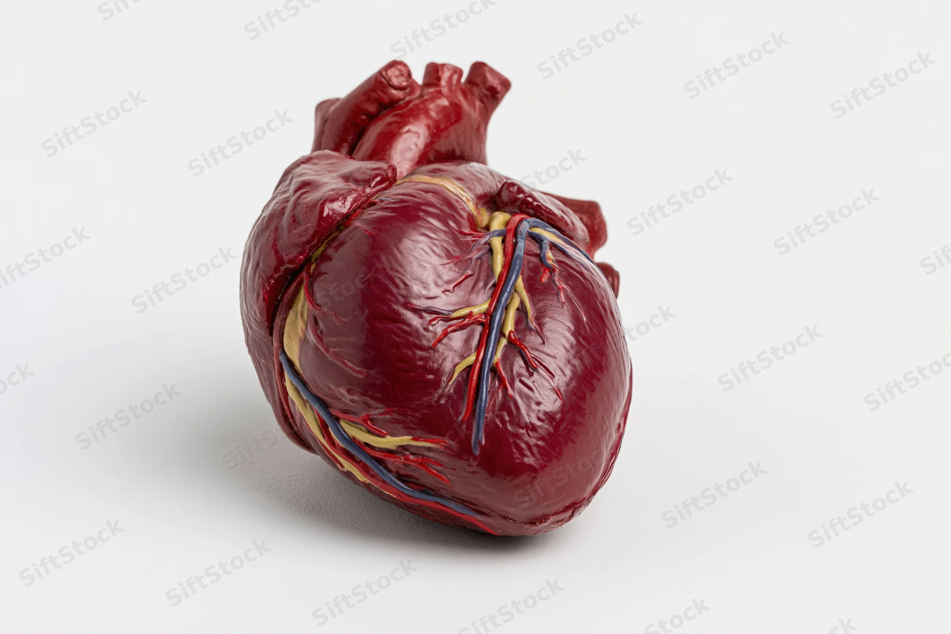 Anatomical human heart model isolated on white background