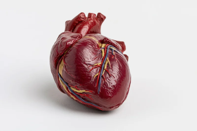 Anatomical human heart model isolated on white background