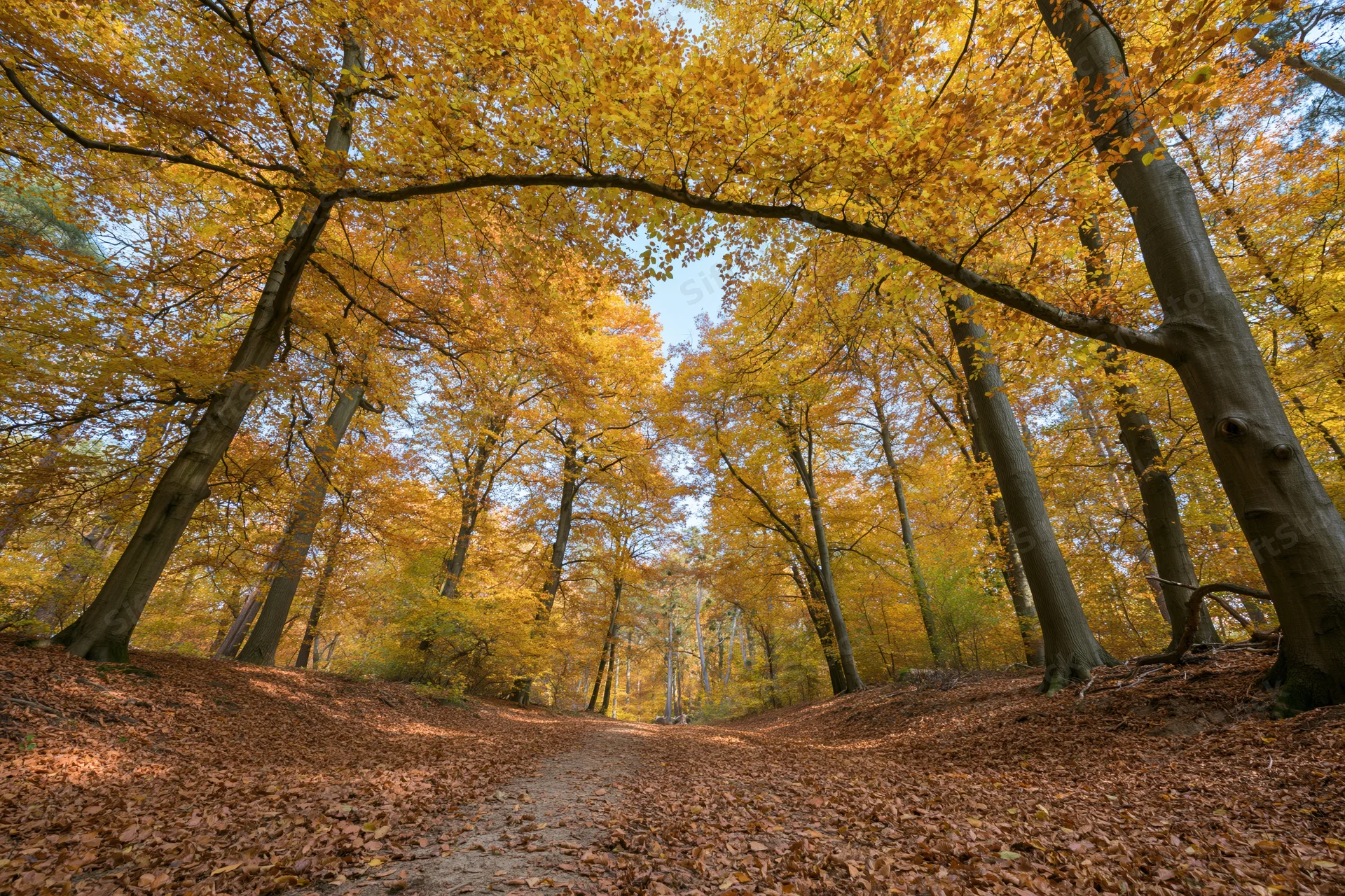Winding path through autumn beech forest with golden canopy overhead