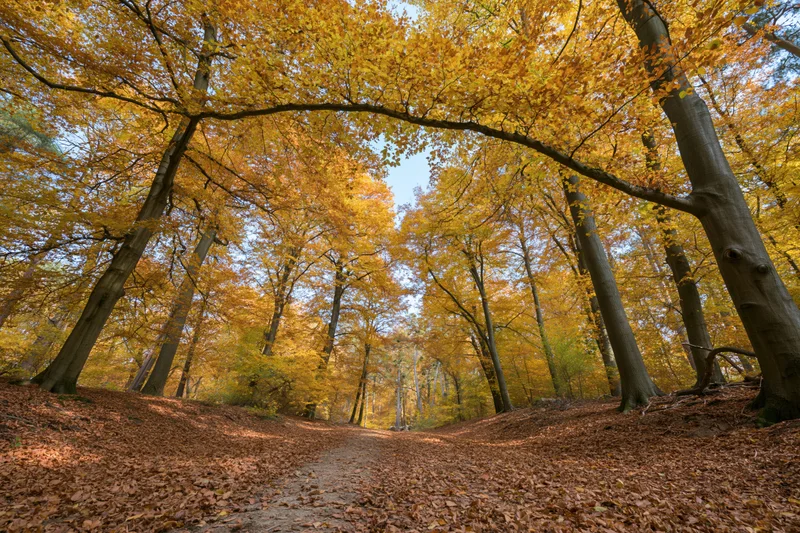 Autumn forest path winding through beech trees with foliage