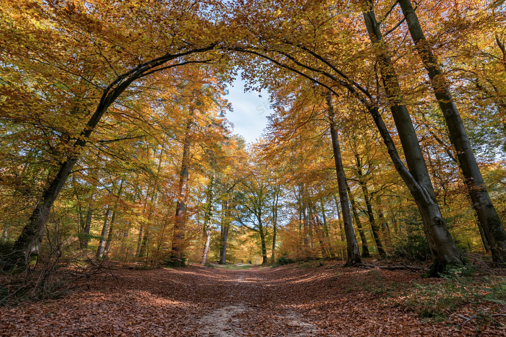 Winding path through autumn beech forest with golden canopy overhead