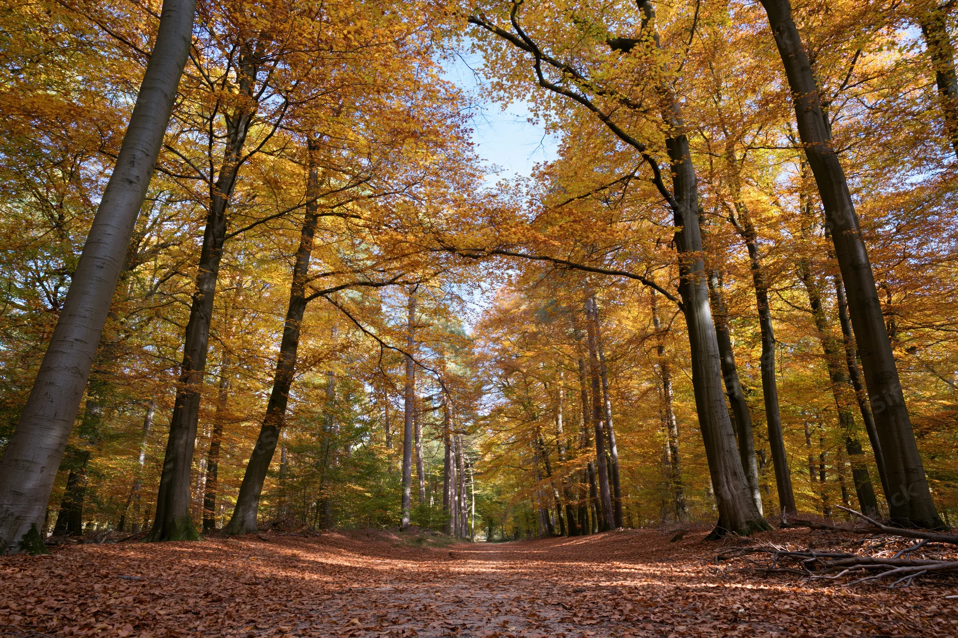 Winding path through tall beech trees in autumn forest with golden foliage and fallen leaves covering the ground