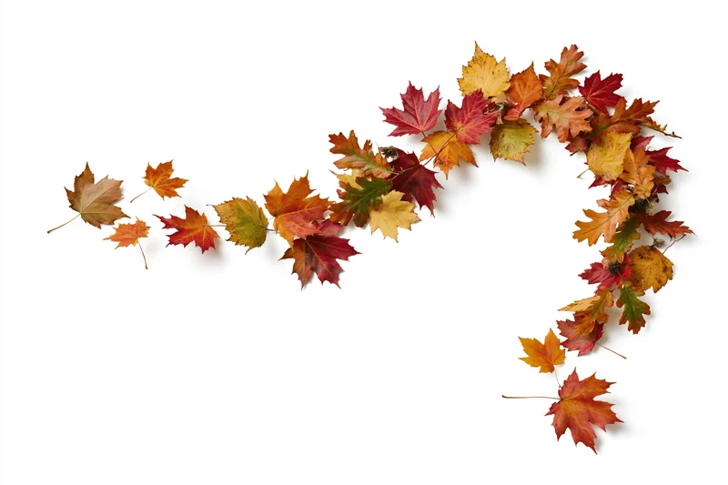 Autumn leaves arranged in a curved arc on white background