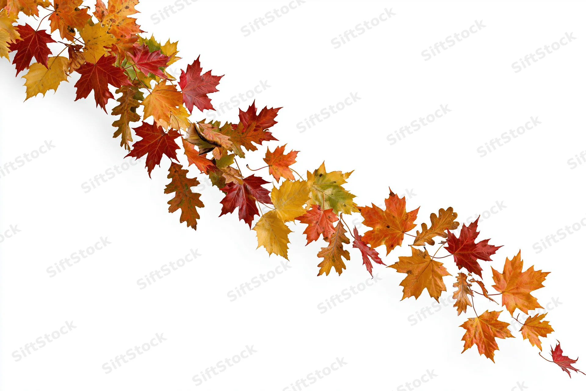 Autumn leaves arranged diagonally across white background