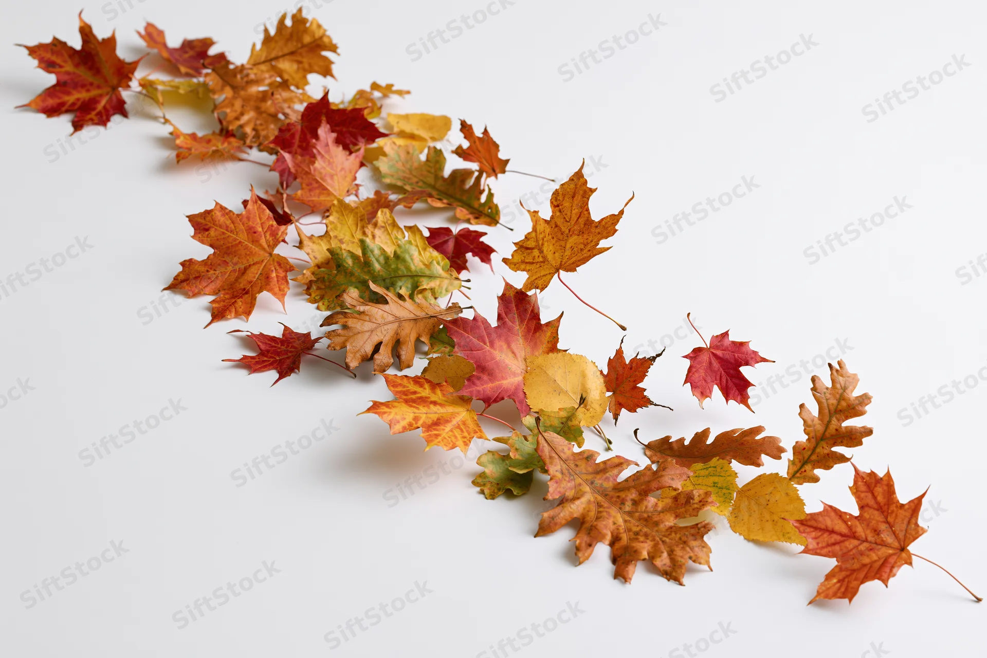 Autumn leaves of maple oak and birch arranged diagonally on white background