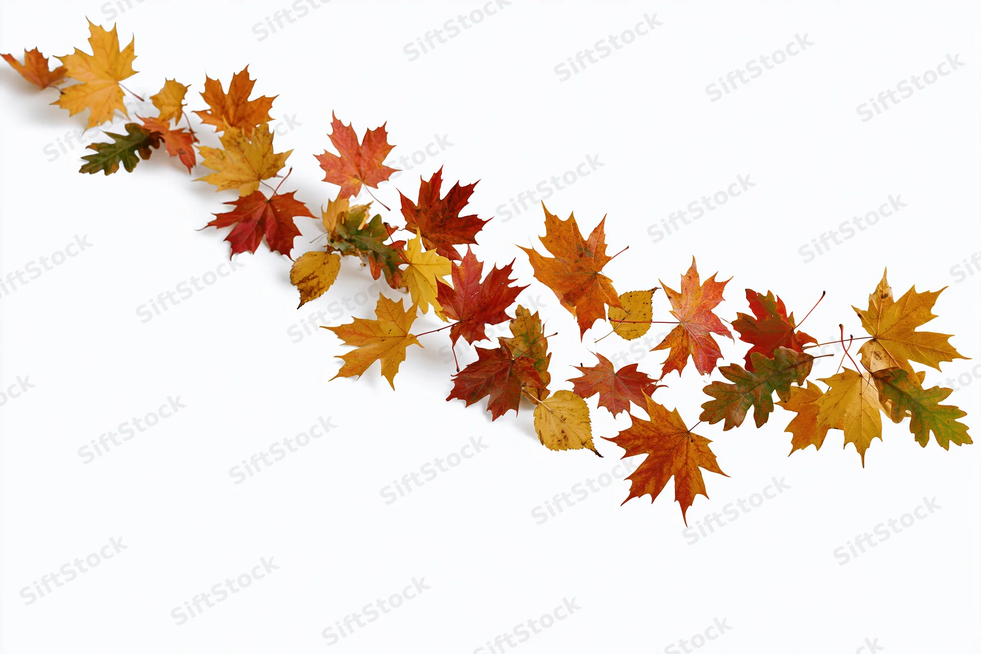 Autumn maple leaves arranged in a diagonal line across a white background