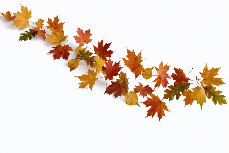 Autumn maple leaves arranged in a diagonal line across a white background