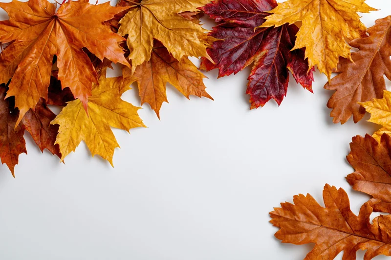 Autumn maple and oak leaves arranged as a border frame along white background with copyspace