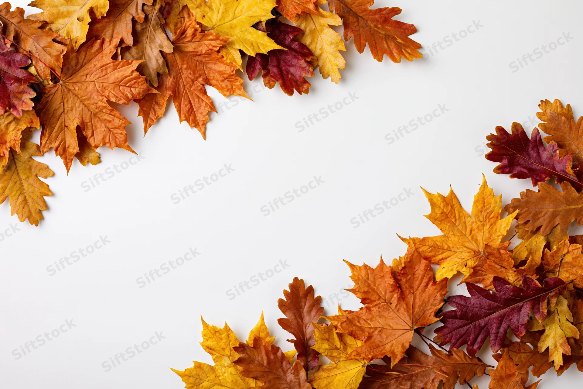 Autumn maple and oak leaves arranged as a border frame along the top and right edges on a white background