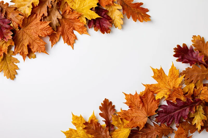 Autumn maple and oak leaves arranged as a border frame along the top and right edges on a white background
