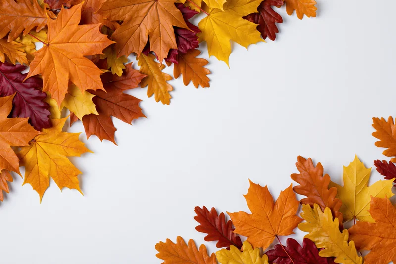 Autumn maple and oak leaves arranged as a border frame along the top and bottom edges of a white surface