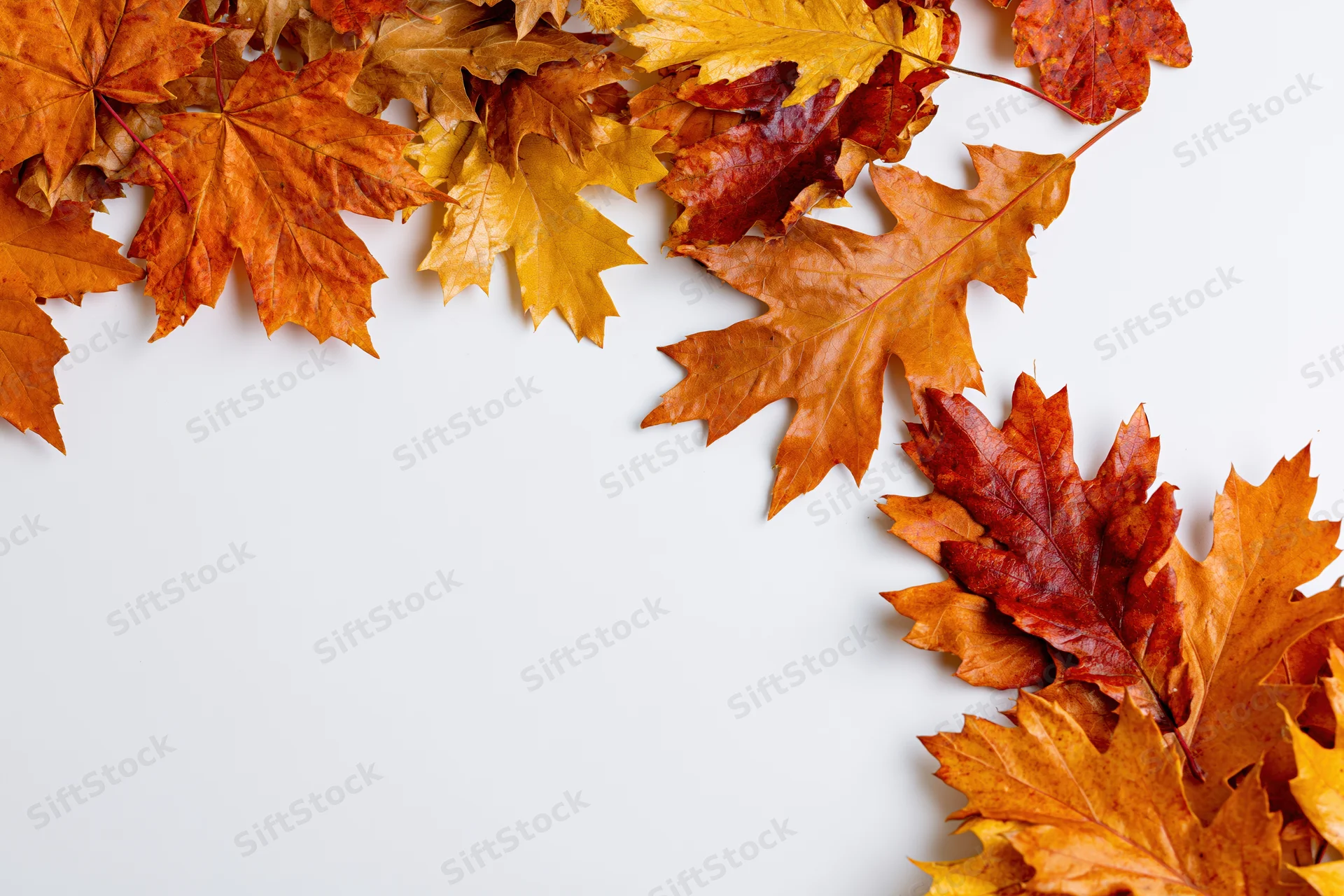 Autumn maple and oak leaves arranged as a border frame along the top and right edges on a white surface with copyspace