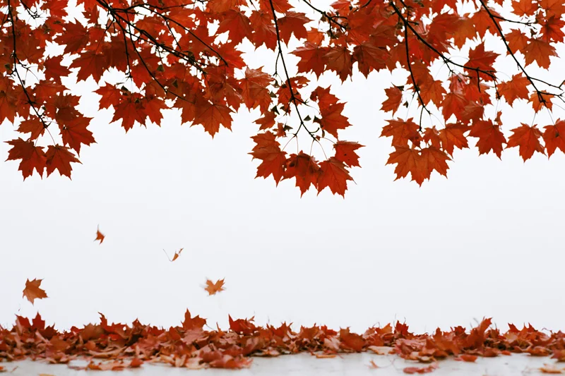 Maple branches with orange-red leaves arching over a white sky, some falling and others piled on the ground below