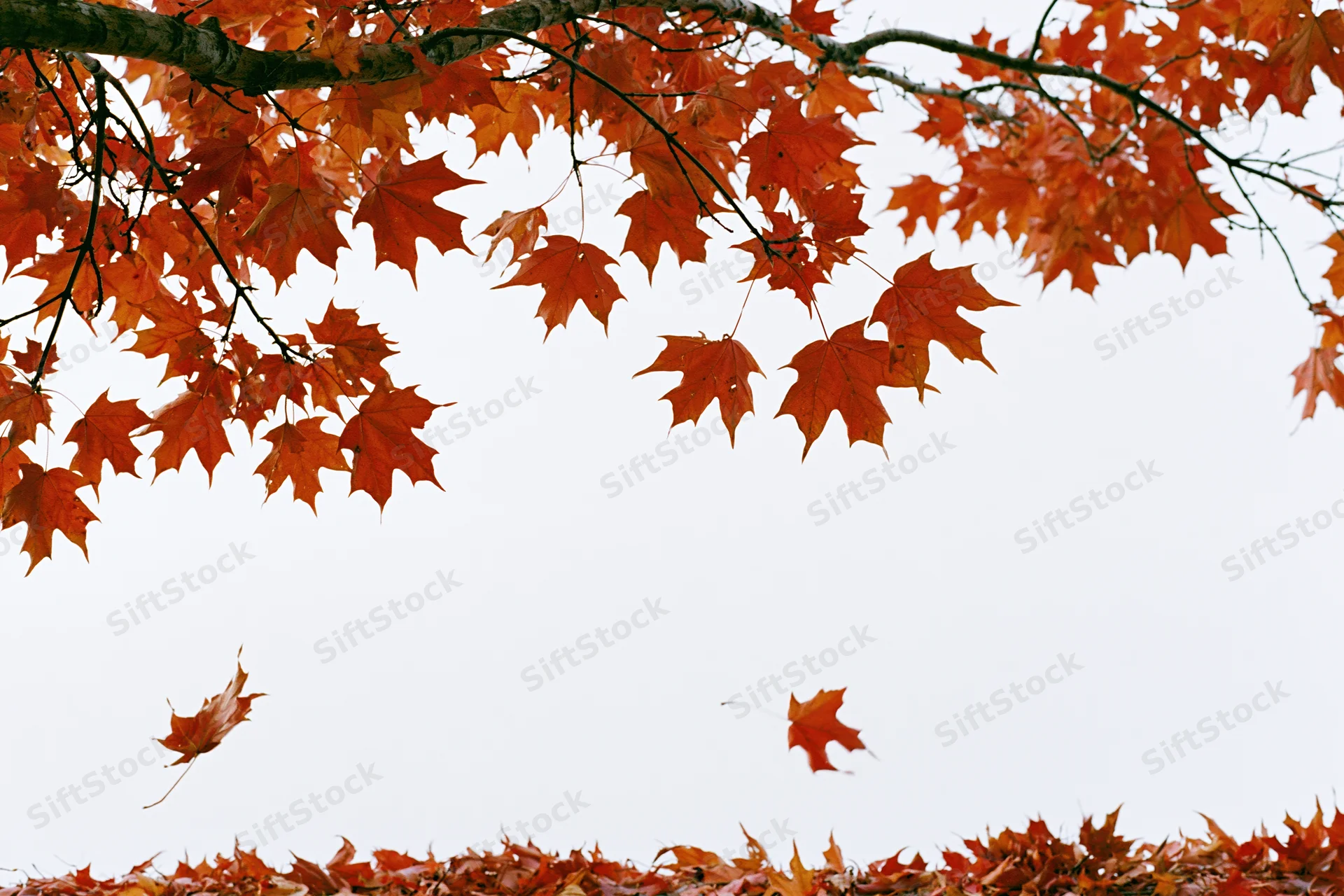 Maple branches with orange-red leaves arching overhead against a pale sky, some leaves falling and others carpeting the ground below